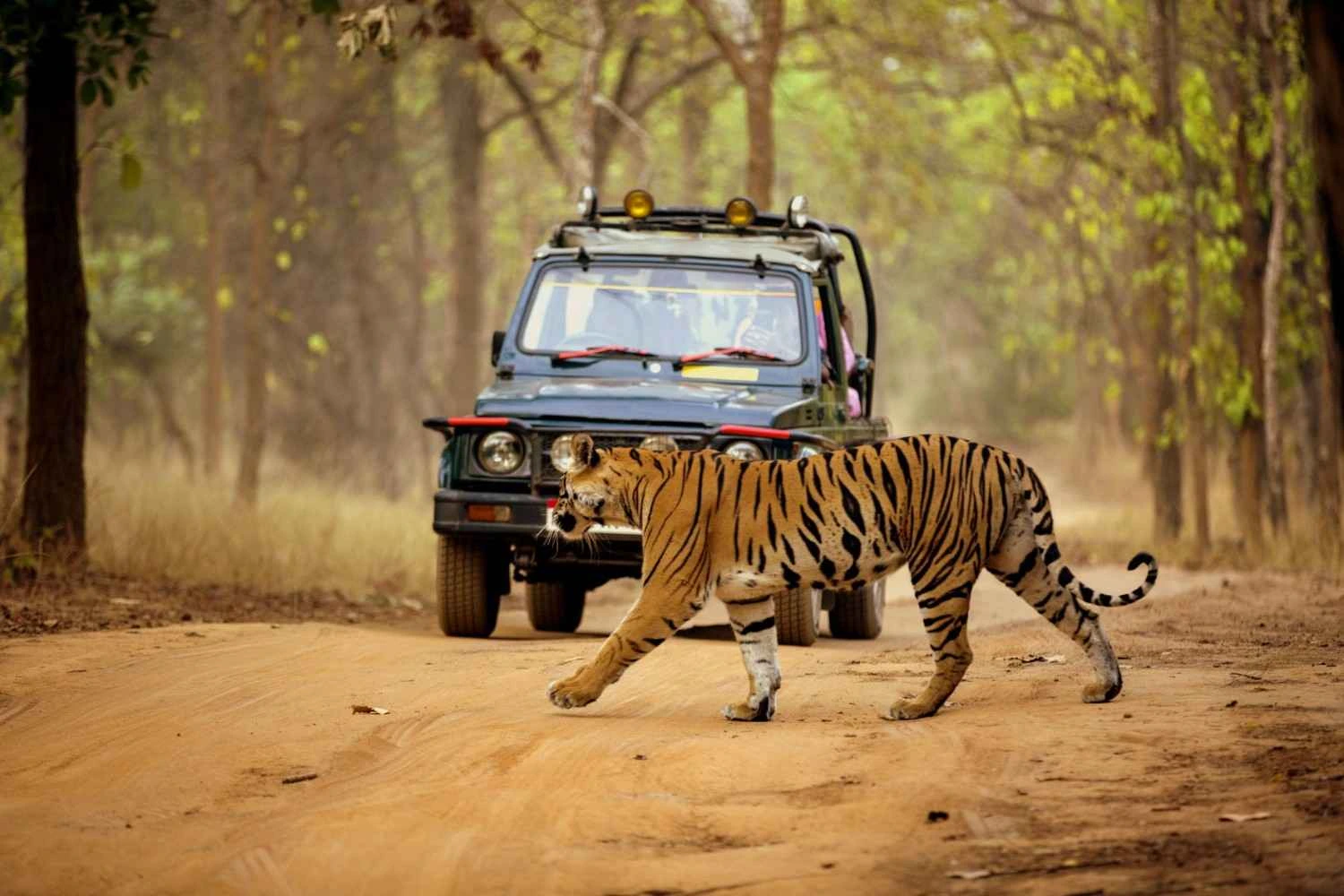 Wildlife Safaris